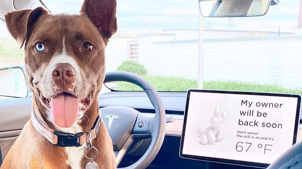 Tesla 3 outlet dog mode